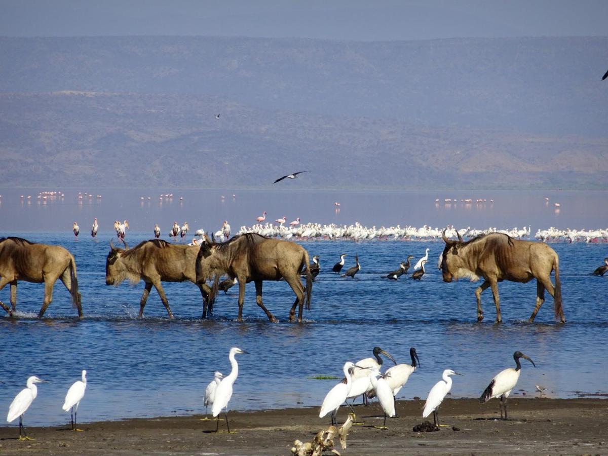 Africa Safari Lake Natron Mtowabaga Exterior photo